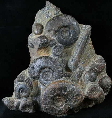 Plate of Devonian Ammonites From Morocco - #14280